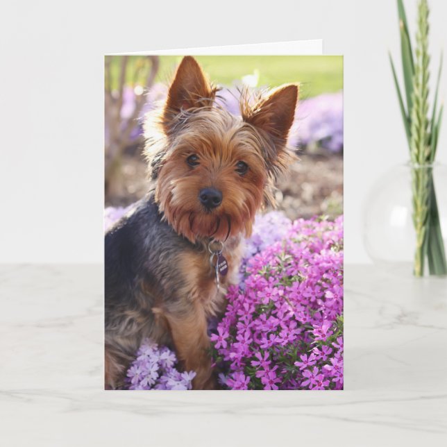 Carte Yorkshire Terrier (Devant)