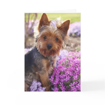 Yorkshire Terrier