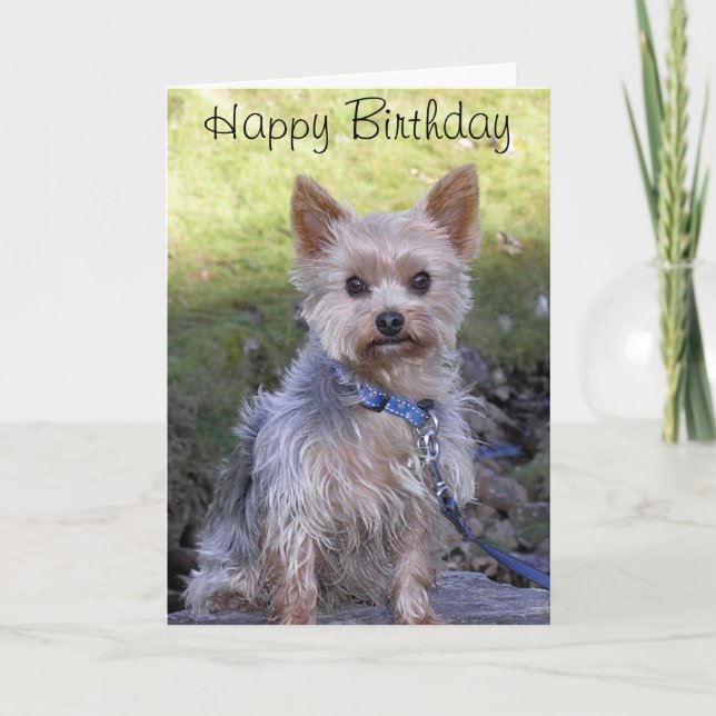 Carte Yorkshire Terrier (Devant)