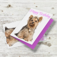 Yorkshire Terrier rose mignon Yorkie Joyeux annive