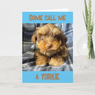 CARTE YORSHIRE TERRIER COMIQUE DIT "JOYEUX ANNIVERSAIRE"
