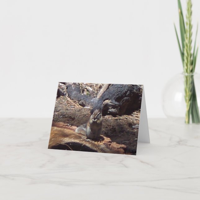 Carte Yosemite au printemps :  Un ami velu (Devant)