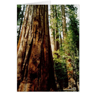 Carte Yosemite Redwoods