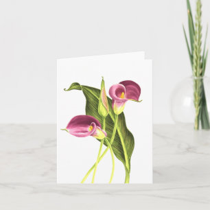 Carte Zantedeschia