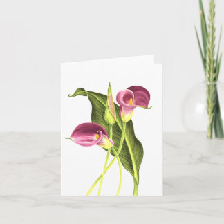 Carte Zantedeschia