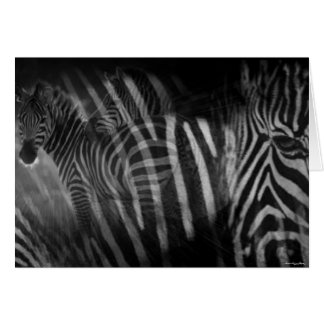 Carte Zebras
