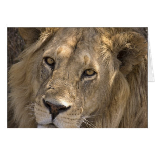 Cartes africaines de lion