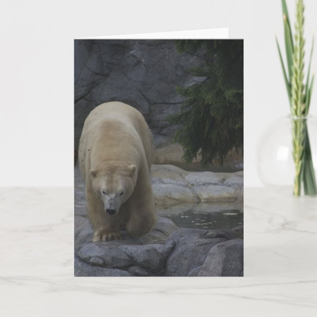 Cartes animales, ours blanc (Devant)