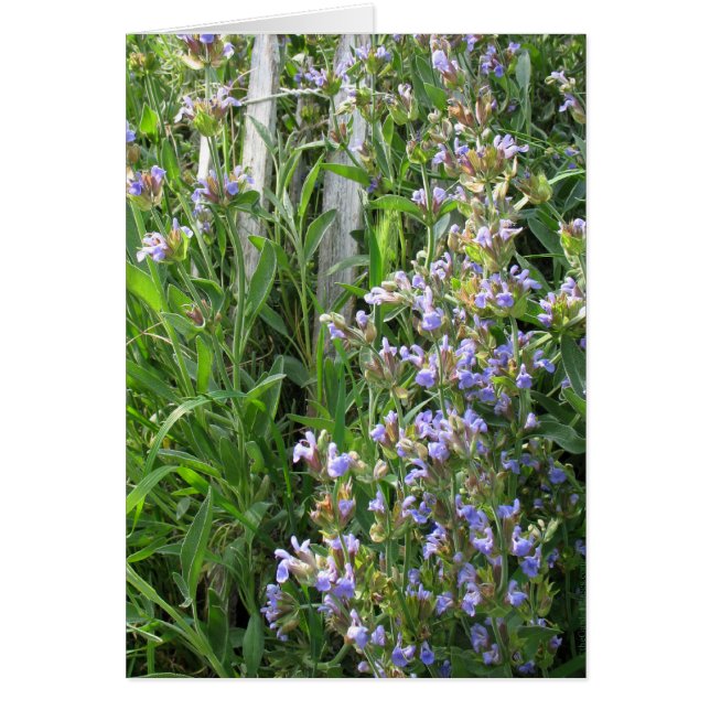 Cartes bleues à fleurs (Devant)