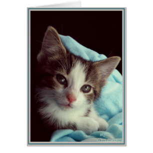 Cartes Chats Chouchous 6