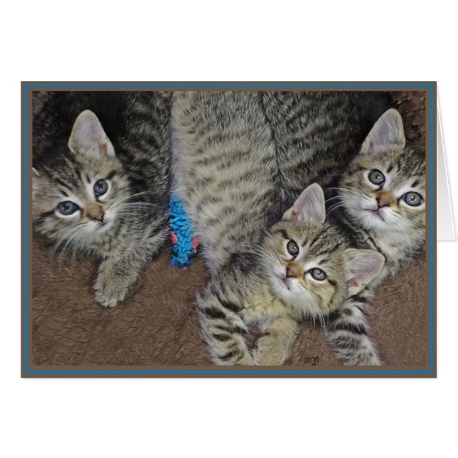 Cartes Chats PUPs 2 (Devant horizontal)