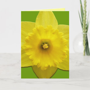 Cartes Daffodil Cartes Fleurs Daffodil Personnalis