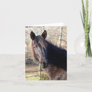 Cartes d'anniversaire du cheval