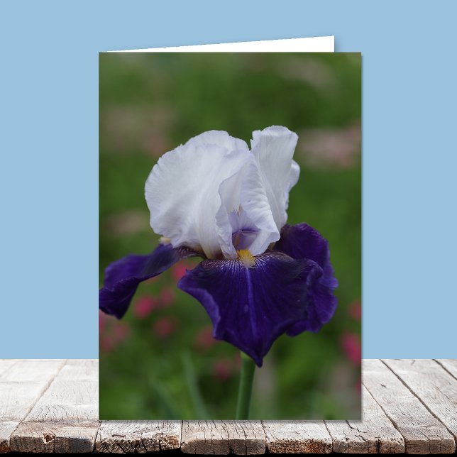 Cartes d'Anniversaire Religieux — Iris Violet (Créateur téléchargé)