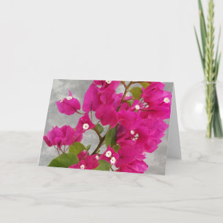 Cartes de Bougainville