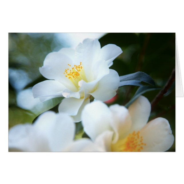 Cartes de Camellias Blanches (Devant Horizontal)