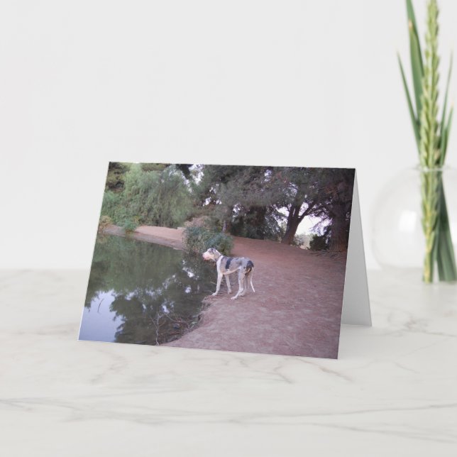 Cartes de chien de Lakeside (Devant)