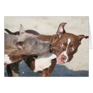 Cartes de chien - Pitbulls au jeu