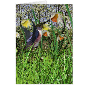 Cartes de colibri de ressort