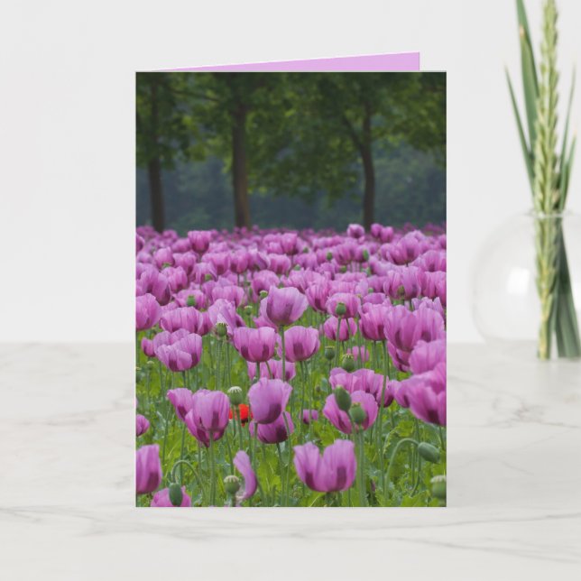 CARTES DE CONDOLÉCES DE SYMPATHIE TULIPS (Devant)