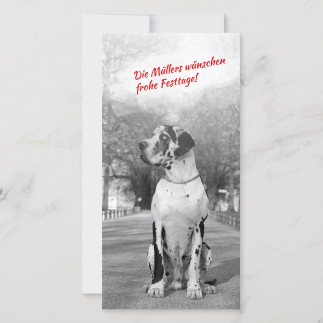 Cartes de foto de Noël de great dane (Devant)