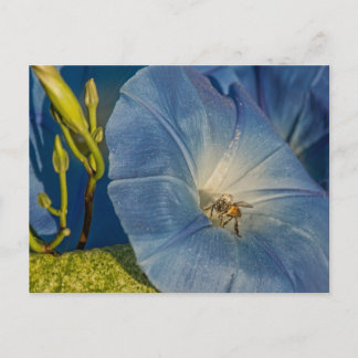 Cartes De Gloire Du Matin Et D'Abeille De Miel