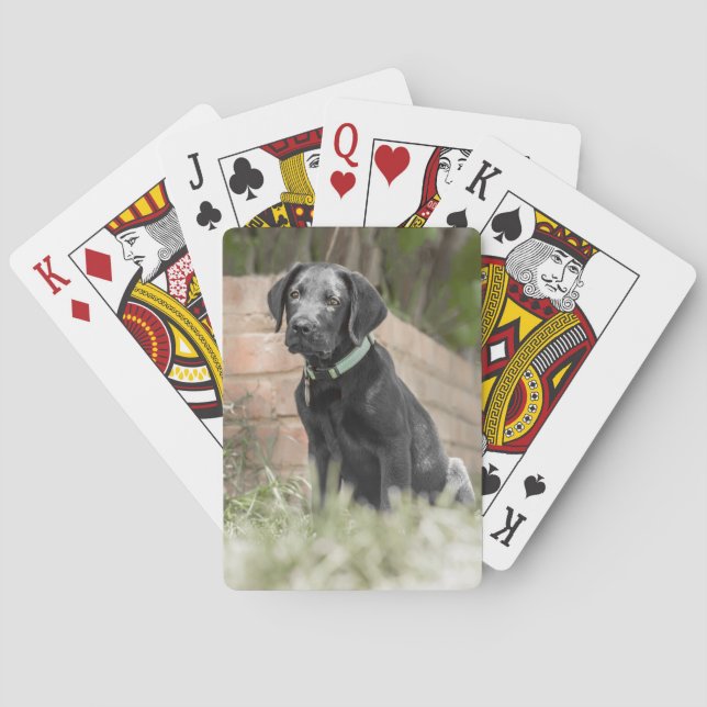 Cartes de jeu avec l'image avant du chiot de (dos)
