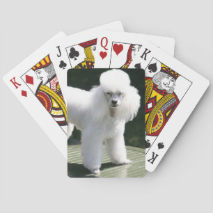 Cartes de jeu blanc de caniche miniature