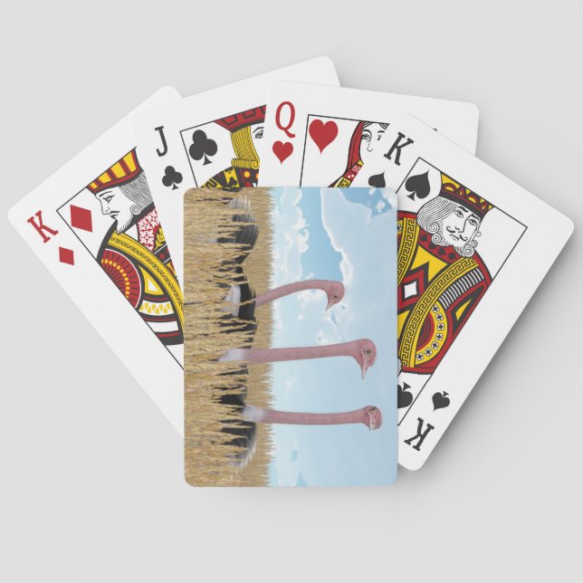 Cartes de jeu d'autruche (dos)