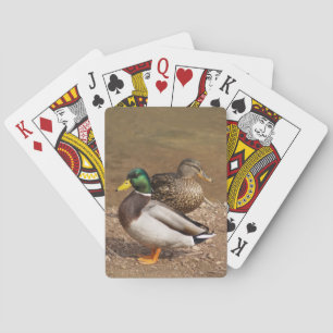 Cartes de jeu de canards de Mallard