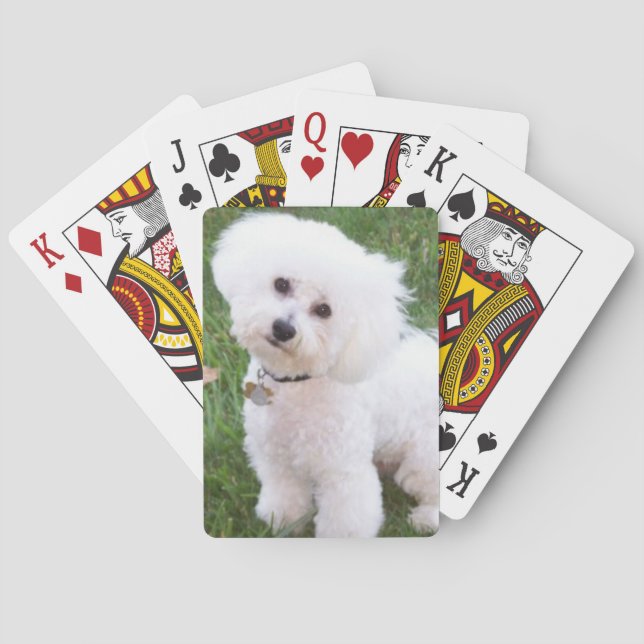 Cartes de jeu de chien de Bichon Frise (dos)