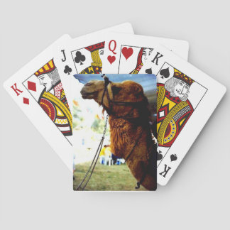 Cartes de jeu israéliennes de chameau