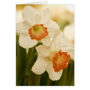 Cartes de jonquilles blanches