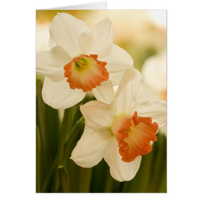 Cartes de jonquilles blanches (Devant)