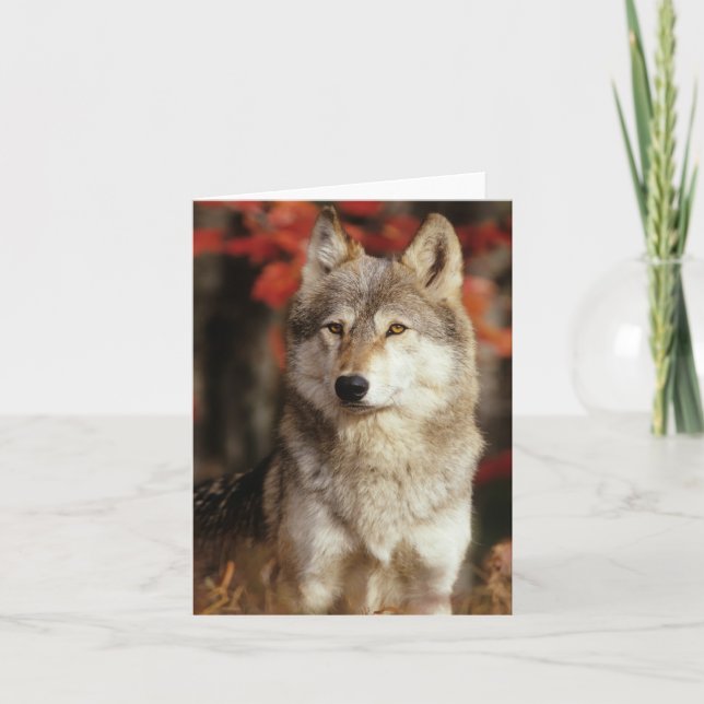 Cartes de loup (Devant)