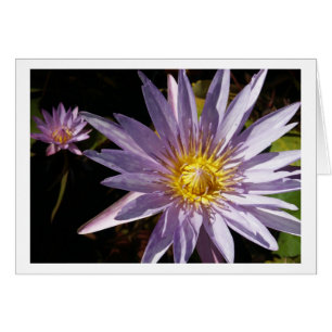 Cartes de nénuphar