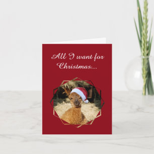 Cartes de Noël Alpaca