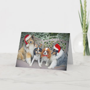 Cartes de Noël Cavalier King Charles & Shelts
