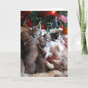 Cartes de Noël pour chiots et chiots de Corgi, un 