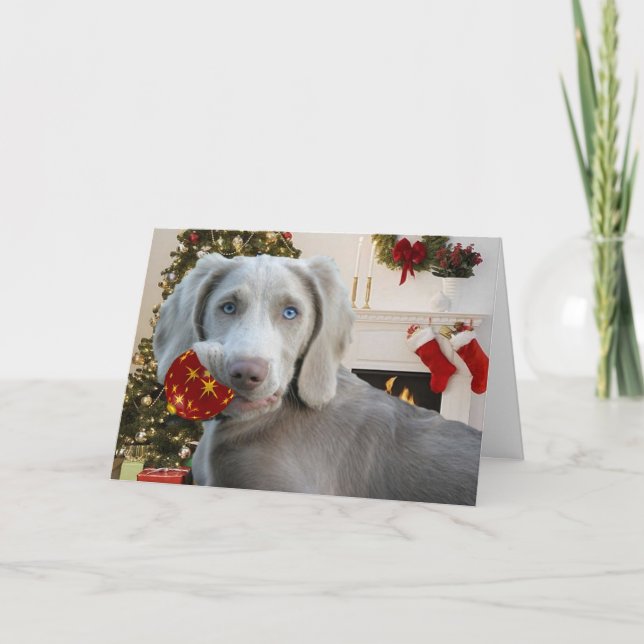 Cartes de Noël Weimaraner (Devant)