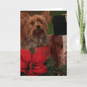 Cartes de Noël Yorkie