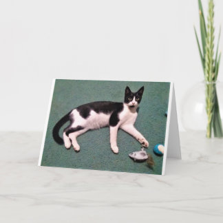 Cartes de note de chat
