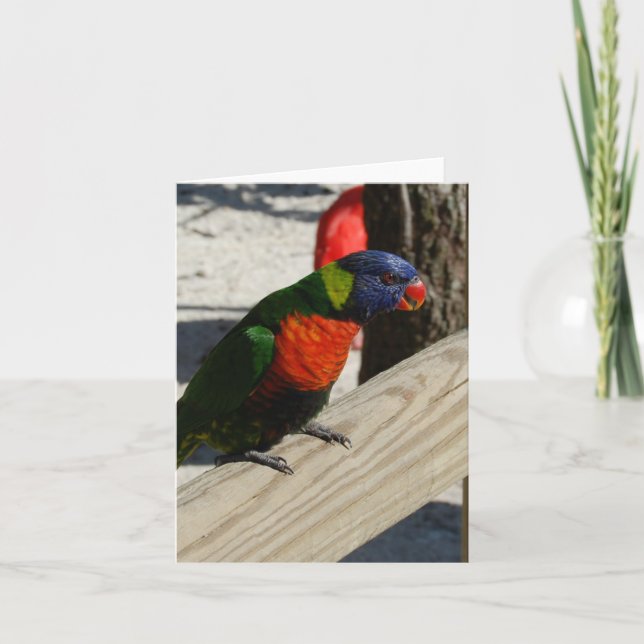 Cartes de note de Lorikeet (Devant)