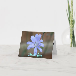 Cartes de notes chicorées
