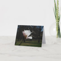 Cartes de notes d'art fin Blush Magnolia Bloom – É