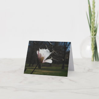 Cartes de notes d'art fin Blush Magnolia Bloom – É