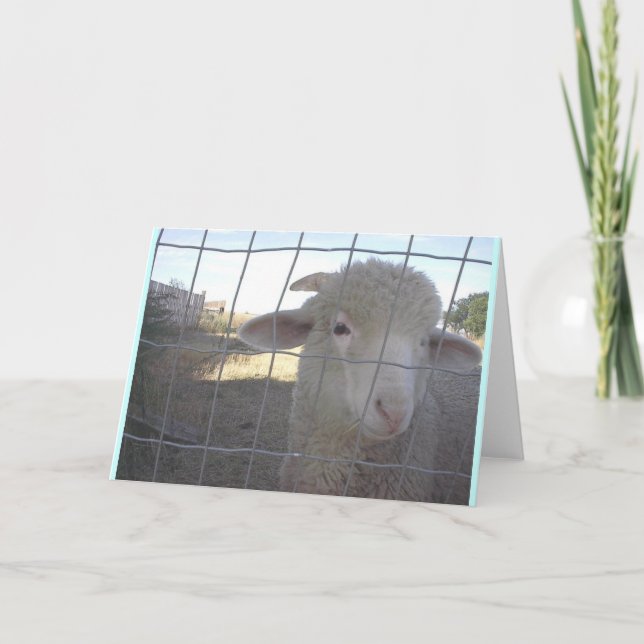 Cartes de notes de mouton vierges (Devant)