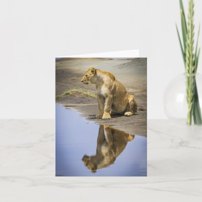 Cartes de notes de réflexion de la lionne (Devant)