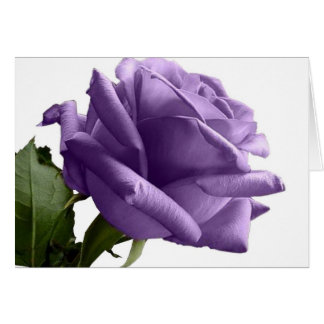 Cartes de notes de Rose violet