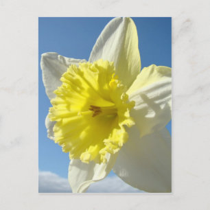 Cartes de Pâques 11 Cartes Postales Fleurs Jonquil
